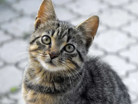 איך חתול מת