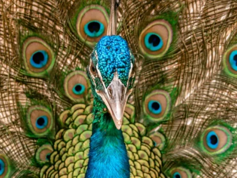 לאיזו חיה אני דומה באישיות?