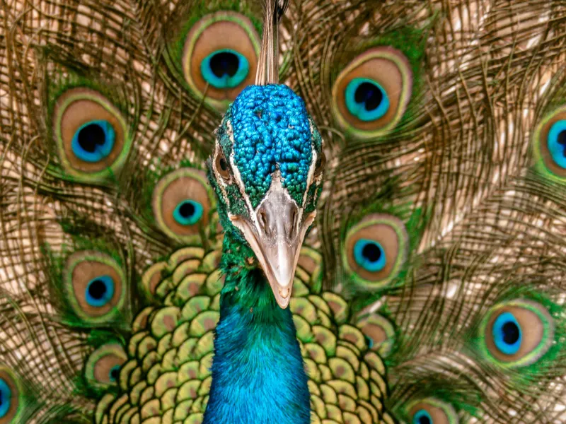 לאיזו חיה אני דומה באישיות?