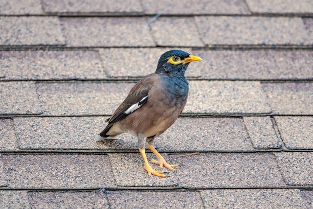 ציפור שחורה קטנה בשם מיינה נמצאת בכל מקום בישראל