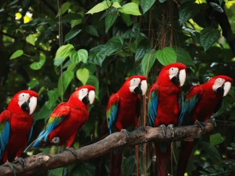 גידול תוכים וציפורי מחמד