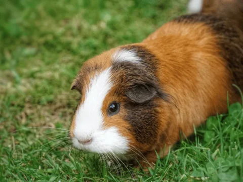 איך מגדלים שרקן