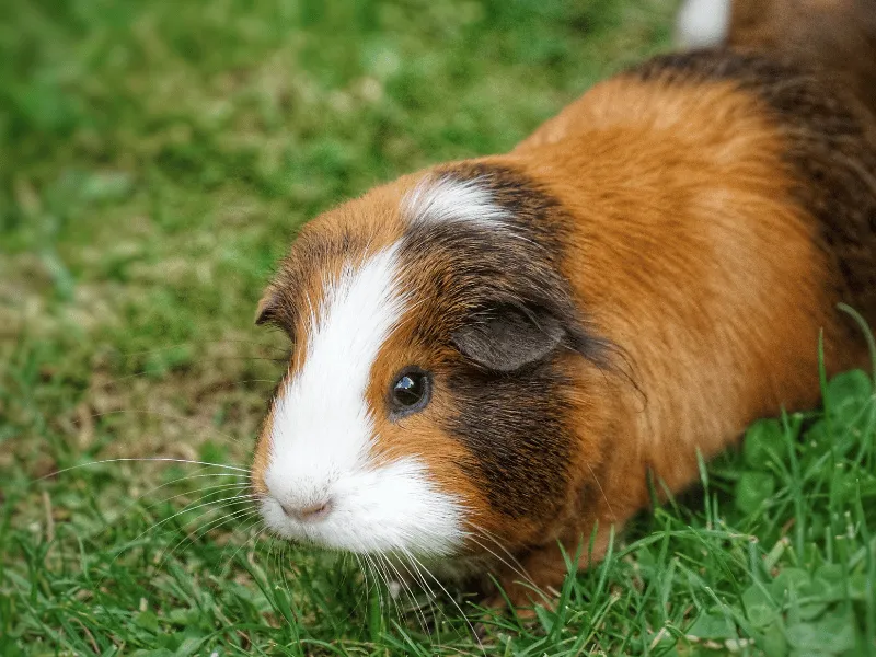 איך מגדלים שרקן