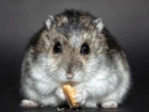 מה ההבדל בין אוגר לשרקן