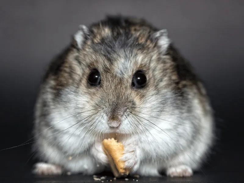 מה ההבדל בין אוגר לשרקן