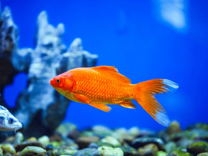 איך לגדל דגי נוי בבית בלי להסתבך?