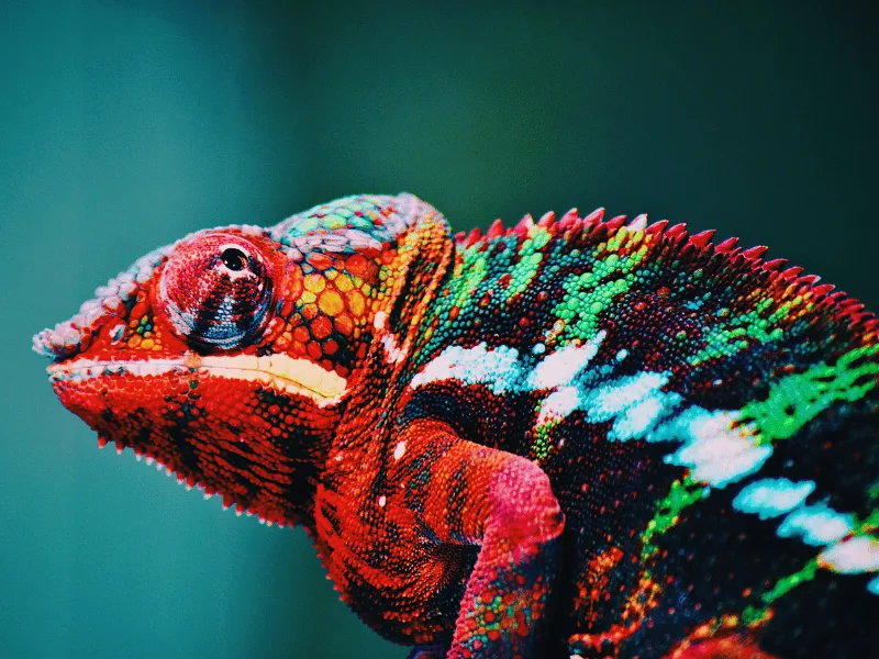 איך זיקית מחליפה צבעים?